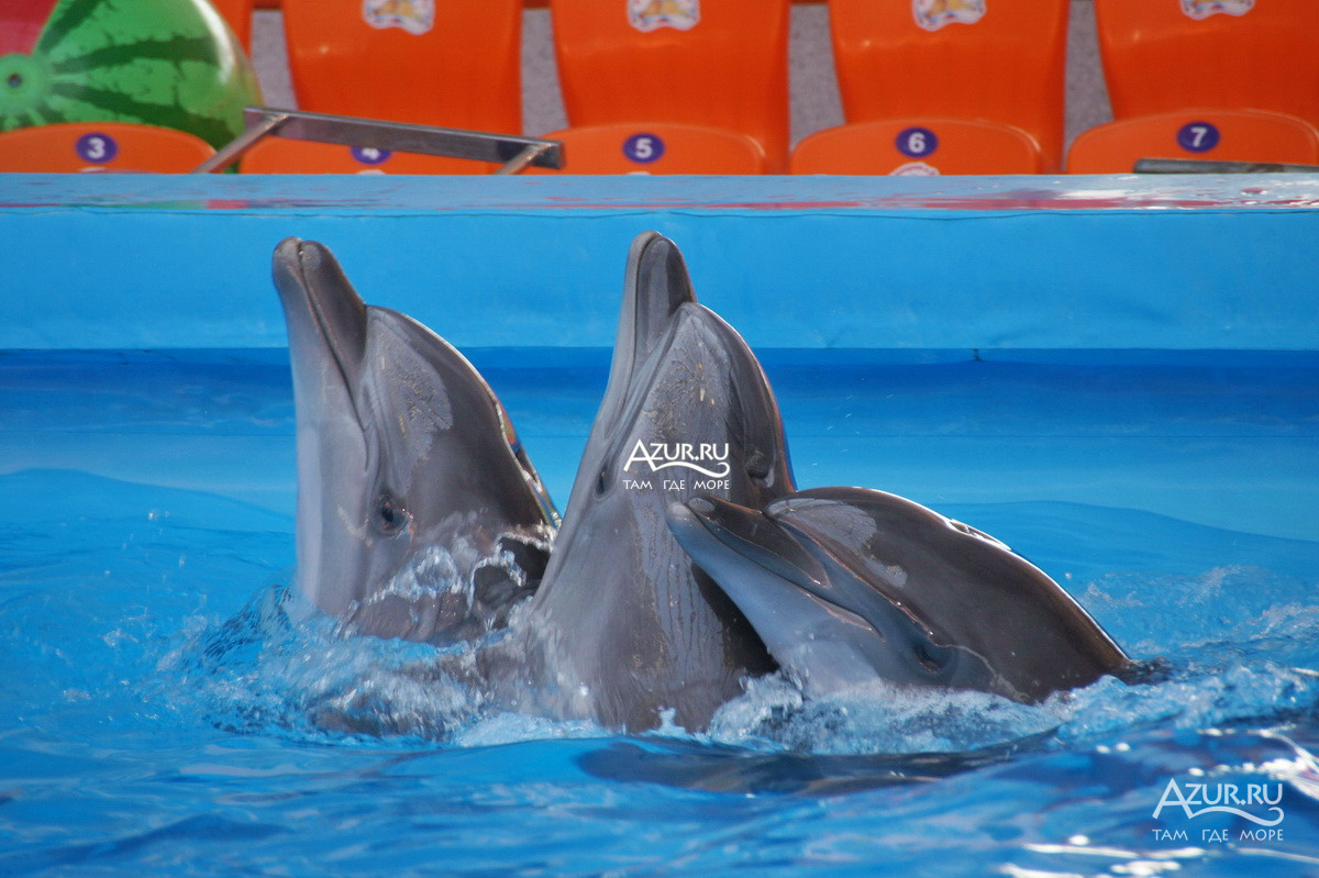 танцующие дельфины