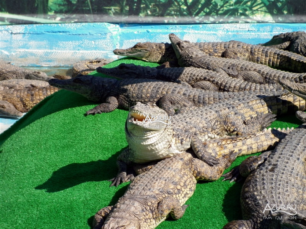 Крокодиловая ферма в Голубицкой