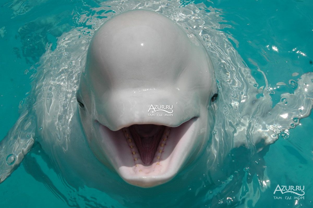 дельфин улыбается