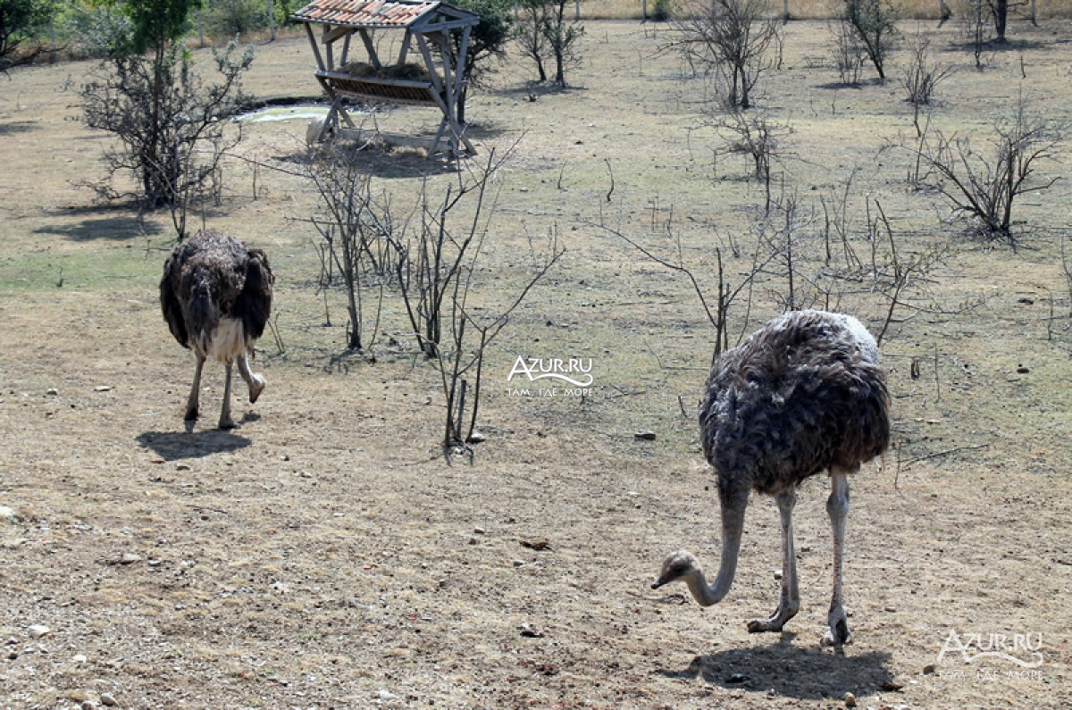 Африканские страусы