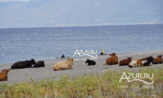 Фотография Коровы тоже любят загарать в Абхазии в Алахадзы,  26 сентября 2011 года - #37650 