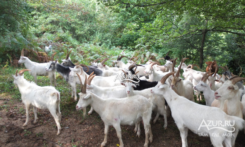 Фотография Стадо горных коз и козлов в Гудауте,  14 апреля 2016 года - #114163 