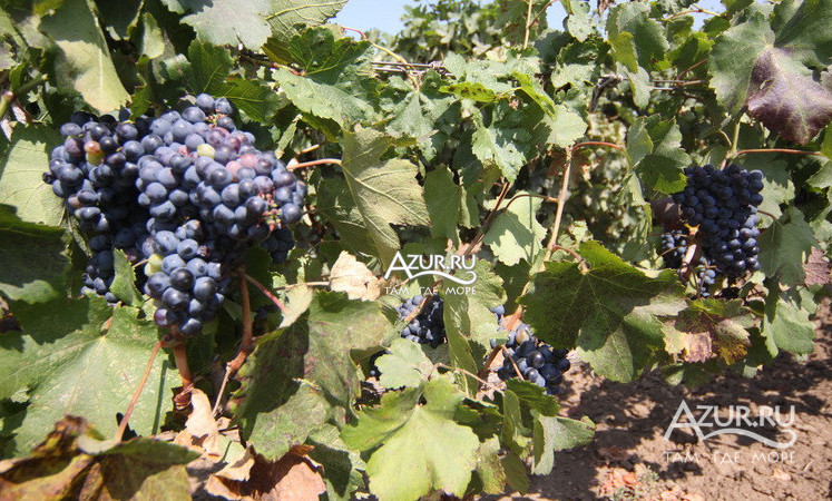Фотография Грозди винограда в Тамани и Сенном,  18 ноября 2013 года - #65472 