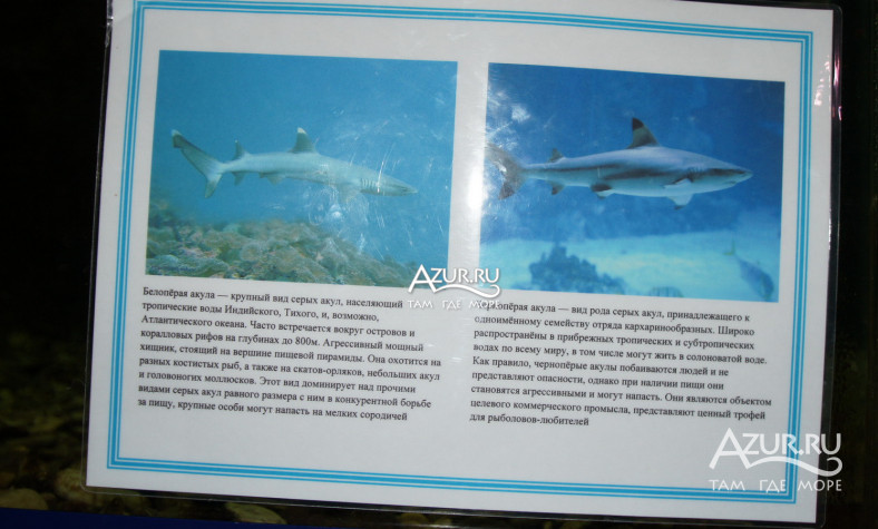 Фотография Информация об акуле в Джубге,  1 сентября 2019 года - #156486 
