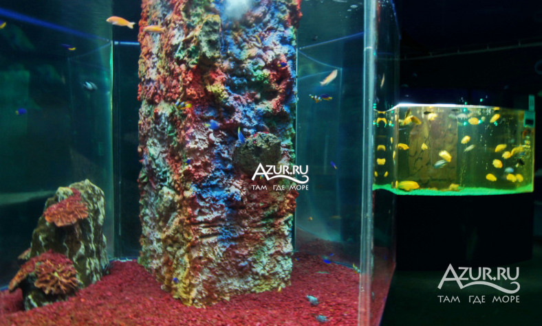 Фотография Цветные аквариуму в Джубге,  1 сентября 2019 года - #156489 