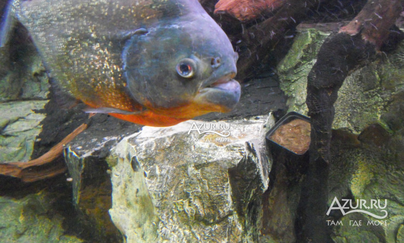 Фотография Рыбка в "Тропическая Амазонка" в Лазаревском,  13 февраля 2013 года - #50499 